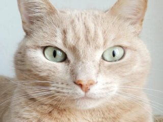 pets-17-1